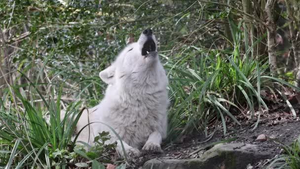 Howling Hudson Bay Wolf Canis Lupus Hudsonicus Close — стокове відео
