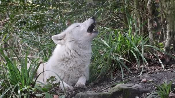 Howling Hudson Bay Wolf Canis Lupus Hudsonicus Close — Stock Video