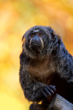 Close up shot of female white-faced saki (Pithecia)