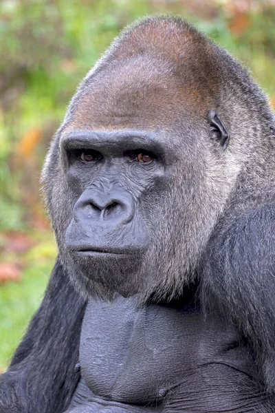 Pianura Occidentale Silverback Gorilla Gorilla Gorilla Gorilla — Foto Stock
