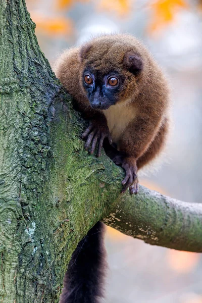 Red Bellied Lemur Eulemur Rubriventer Close Shot — Stok fotoğraf
