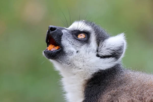 Close Van Ringstaartmaki Lemur Catta — Stockfoto
