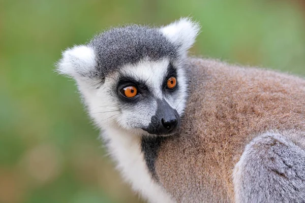 Närbild Bild Ringsvansad Lemur Lemur Catta — Stockfoto