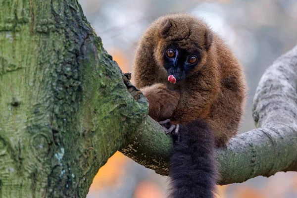 Červenobřichý Lemur Eulemur Rubriventer — Stock fotografie