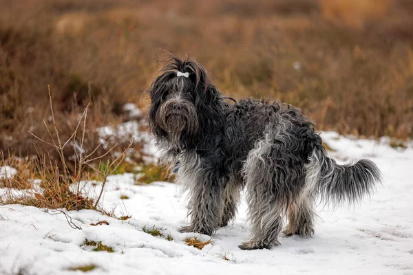 Dutch Shepherd Dog (Schapendoes) on the heath in winter with snow