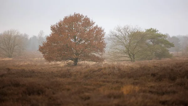 Winterlandschaft Der Heide Der Veluwe Bei Ermelo Den Niederlanden — Stockfoto