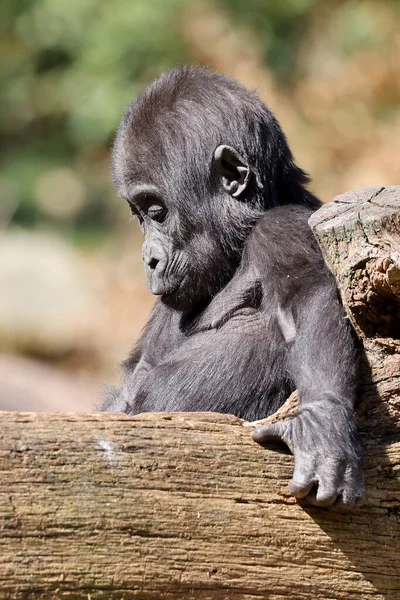 Fiatal Nyugati Alföldi Gorilla Gorilla Gorilla Gorilla — Stock Fotó