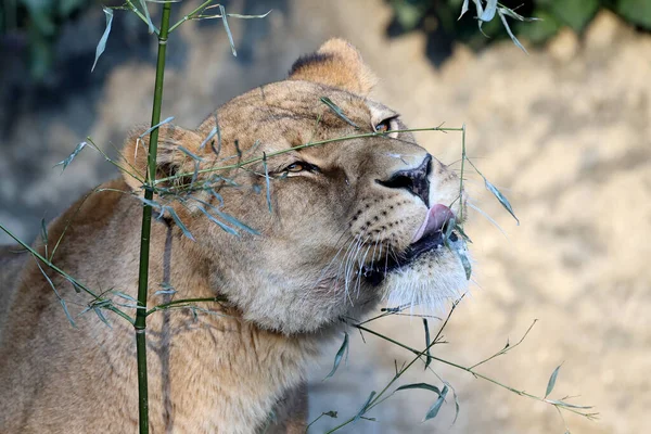 Lioness Panthera Leo Wild Nature — Stock Photo, Image