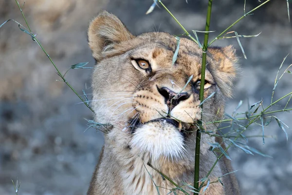 Lioness Panthera Leo Wild Nature — Stock Photo, Image