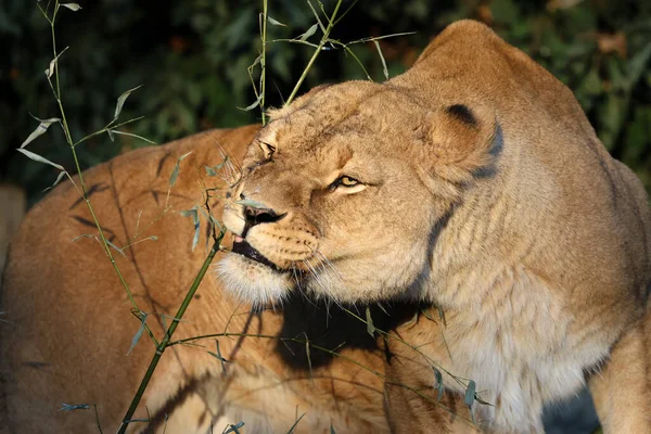 Λέαινα Panthera Leo Στην Άγρια Φύση — Φωτογραφία Αρχείου