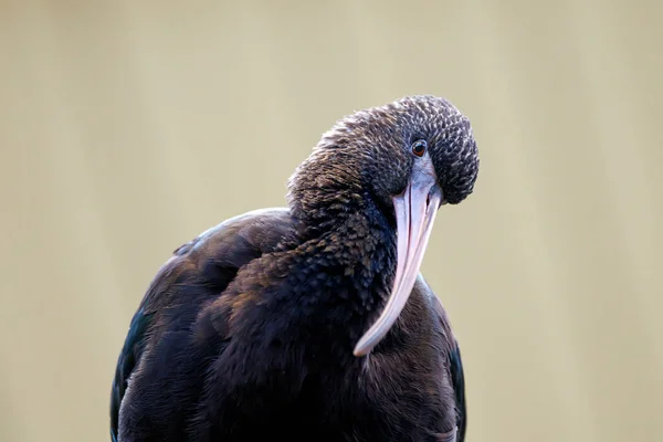 Zwarte Ibis Plegadis Falcinellus — Stockfoto