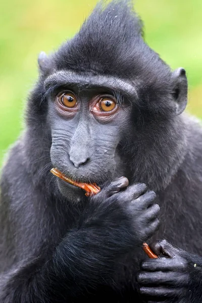 Makak Czubaty Celebes Macaca Nigra Znany Również Jako Czubaty Czarny — Zdjęcie stockowe