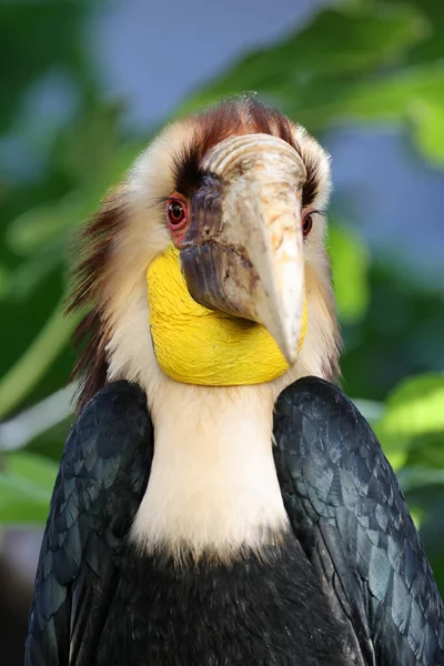 Hornbill Rhyticeros Undulatus — Stock fotografie