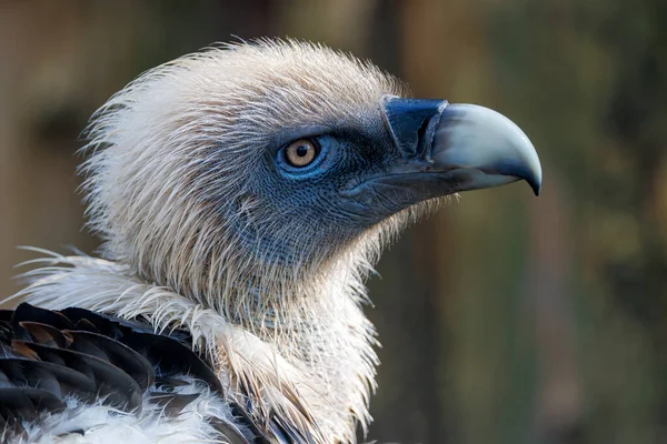 Eurasian Griffon Vulture Gyps Fulvus — Stock Photo, Image