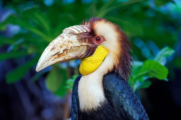 Male Wreathed Hornbill Rhyticeros Undulatus — Stock Photo, Image