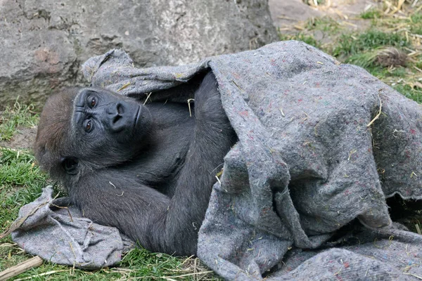 Western Lowland Gorilla Lying Ground Blanket — Stock Photo, Image