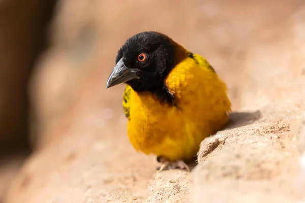 Yellow Weaver Bird Closeup — Stock fotografie