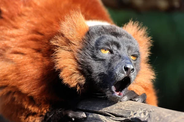 Red Ruffed Lemur Varecia Rubra Portrait — Stock Photo, Image