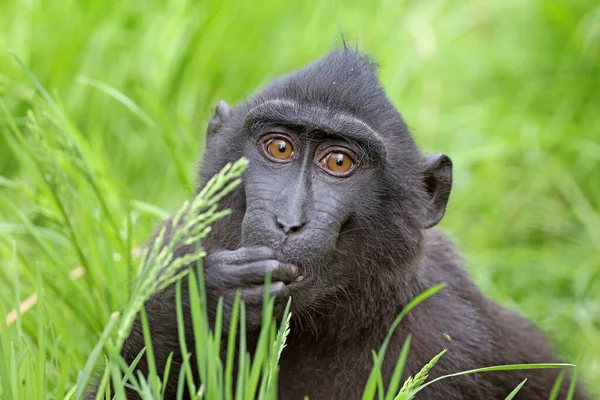 Macaco Cresta Celebes Macaca Nigra También Conocido Como Macaco Negro —  Fotos de Stock