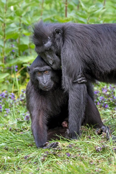 Celebes Crested Macaque Macaca Nigra Also Known Crested Black Macaque — 图库照片