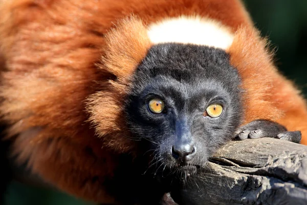 Red Ruffed Lemur Varecia Rubra Portrait — Stock Photo, Image