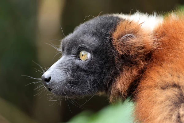 Röd Rufsig Lemur Varecia Rubra Porträtt — Stockfoto