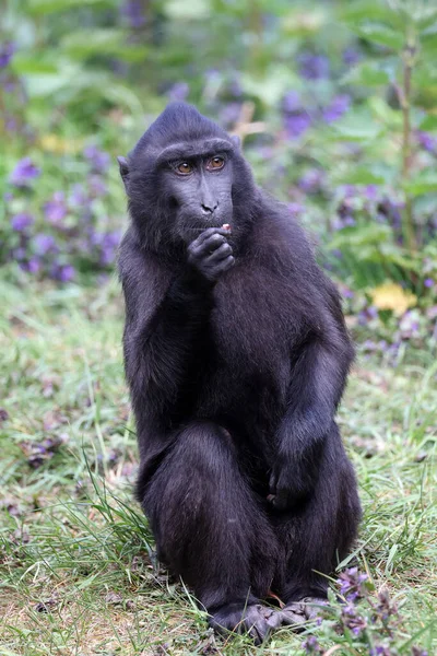 Celebes Crested Macaque Macaca Nigra Also Known Crested Black Macaque — Photo
