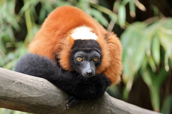 Červený Popraskaný Lemur Varecia Rubra Portrét — Stock fotografie