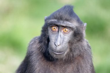 Celebes ibikli macaque (Macaca nigra), ayrıca ibikli siyah macak, Sulawesi ibikli macak ya da siyah maymun olarak da bilinir.