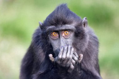 Celebes ibikli macaque (Macaca nigra), ayrıca ibikli siyah macak, Sulawesi ibikli macak ya da siyah maymun olarak da bilinir.