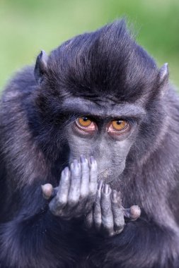 Celebes ibikli macaque (Macaca nigra), ayrıca ibikli siyah macak, Sulawesi ibikli macak ya da siyah maymun olarak da bilinir.