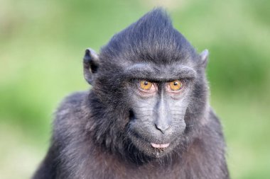Celebes ibikli macaque (Macaca nigra), ayrıca ibikli siyah macak, Sulawesi ibikli macak ya da siyah maymun olarak da bilinir.