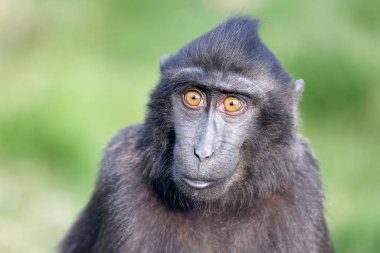 Celebes ibikli macaque (Macaca nigra), ayrıca ibikli siyah macak, Sulawesi ibikli macak ya da siyah maymun olarak da bilinir.