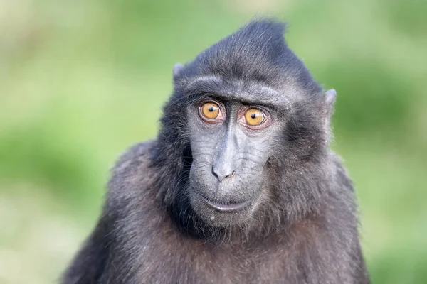 Celebes Crista Macaco Macaca Nigra Também Conhecido Como Macaco Preto — Fotografia de Stock