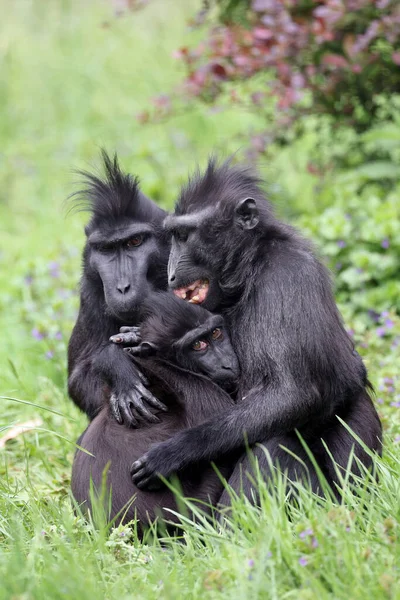 西里伯斯人的金丝雀 Macaca Nigra 也被称为黑金丝雀 Crested Black Macaques 苏拉威西人的金丝雀或黑猿 — 图库照片