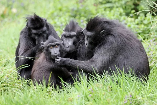 Los Macacos Cresta Celebes Macaca Nigra También Conocidos Como Macacos — Foto de Stock