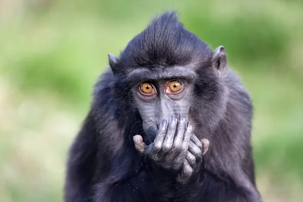 Celebes Crista Macaco Macaca Nigra Também Conhecido Como Macaco Preto — Fotografia de Stock
