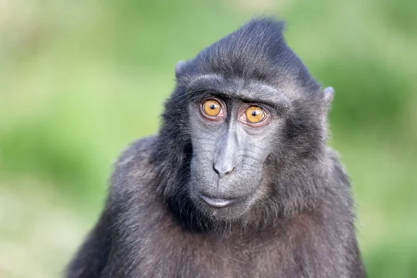 Macaco Cresta Celebes Macaca Nigra También Conocido Como Macaco Negro —  Fotos de Stock