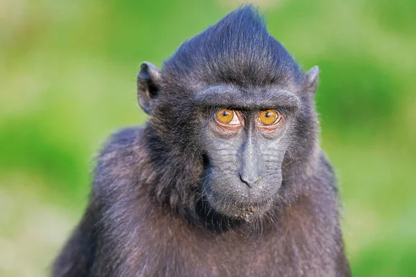 Celebes Creed Macaque Macaca Nigra Також Відомий Креветна Чорна Макака — стокове фото