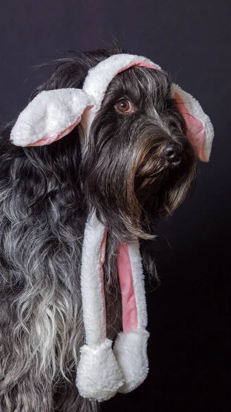 兔子耳朵的Schapendo 荷兰牧羊犬 复活节快乐假期 — 图库照片