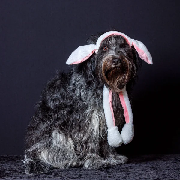 Schapendos Hollandalı Çoban Köpeği Mutlu Paskalya Tatili Için Tavşan Kulaklı — Stok fotoğraf