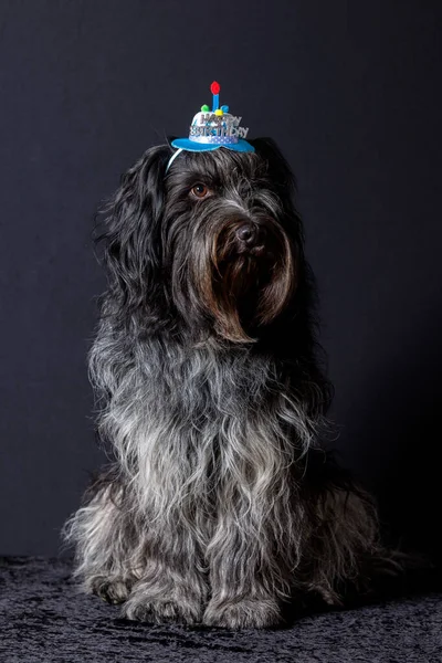 Schapendoes Holländischer Schäferhund Happy Birthday Hut Auf Dem Kopf — Stockfoto