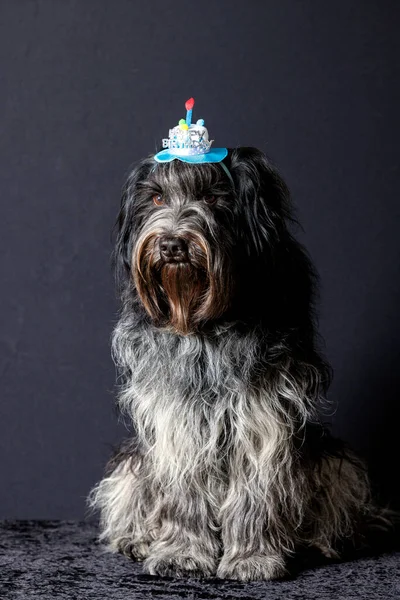 頭に幸せの誕生日の帽子 Shapendos オランダのシープドッグ — ストック写真