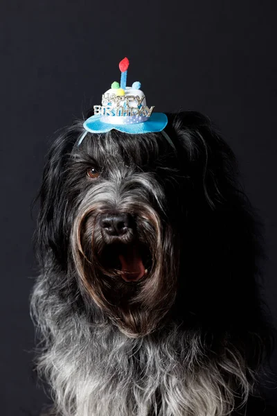 Schapendoes Holländischer Schäferhund Happy Birthday Hut Auf Dem Kopf — Stockfoto