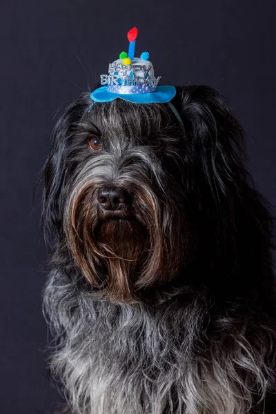 Schapendoes (Dutch Sheepdog) Happy Birthday hat on the head