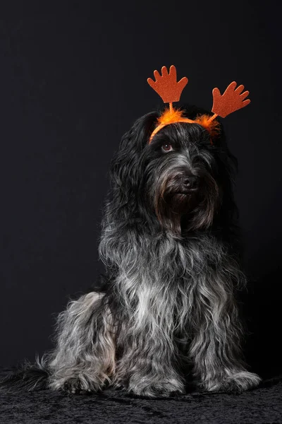 Schapendoes Holländischer Schäferhund Mit Orangefarbenen Händen Auf Dem Kopf — Stockfoto