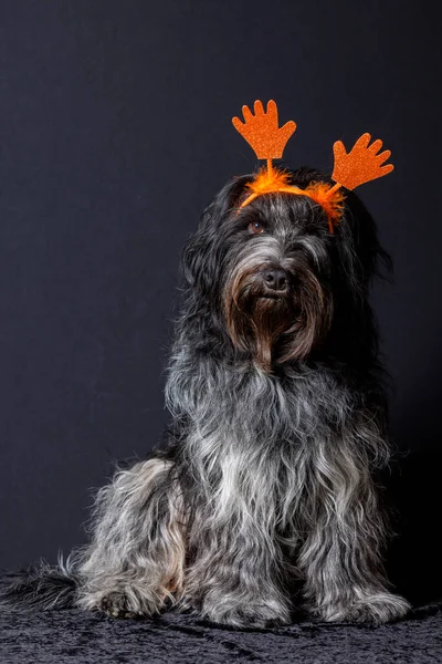 Schapendoes Holländischer Schäferhund Mit Orangefarbenen Händen Auf Dem Kopf — Stockfoto