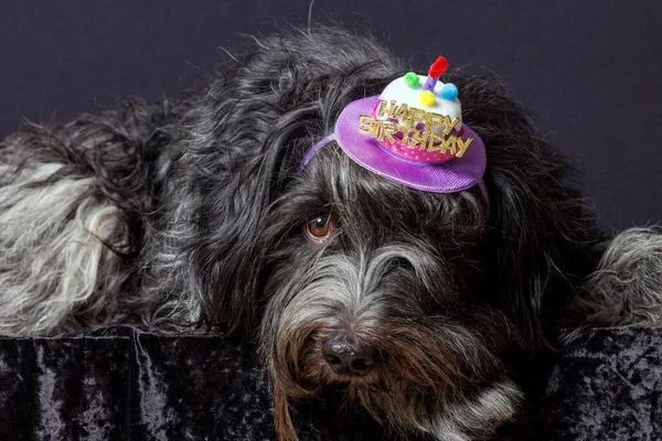 Schapendos Hollandalı Çoban Köpeği Başında Mutlu Yıllar Şapkası — Stok fotoğraf
