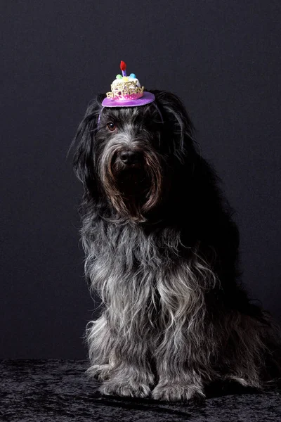 頭に幸せの誕生日の帽子 Shapendos オランダのシープドッグ — ストック写真