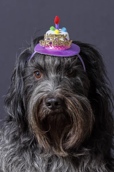 Schapendoes Dutch Sheepdog Happy Birthday Hat Head — Stock Photo, Image